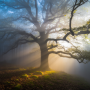 ideogram_3_-lighting_-volumetric_fog.png